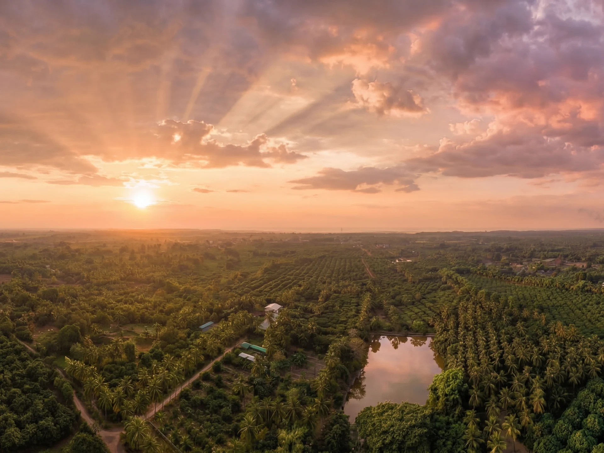 Aerial view of Save Farm's orchards and farm lake at sunset