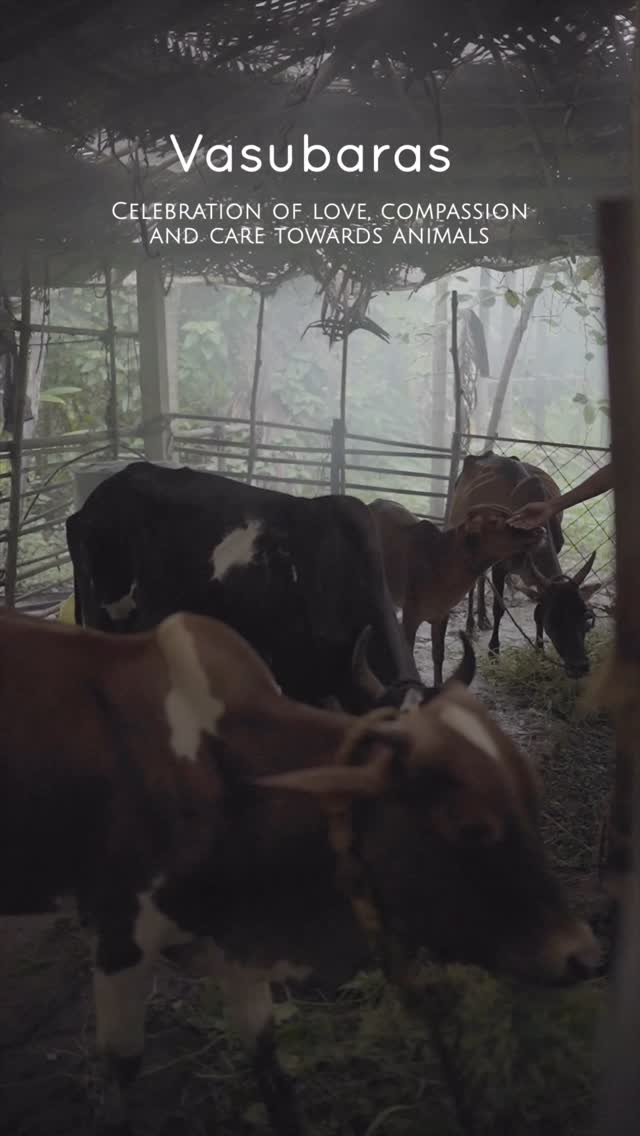 We honor the gentle souls—the cows and calves—whos