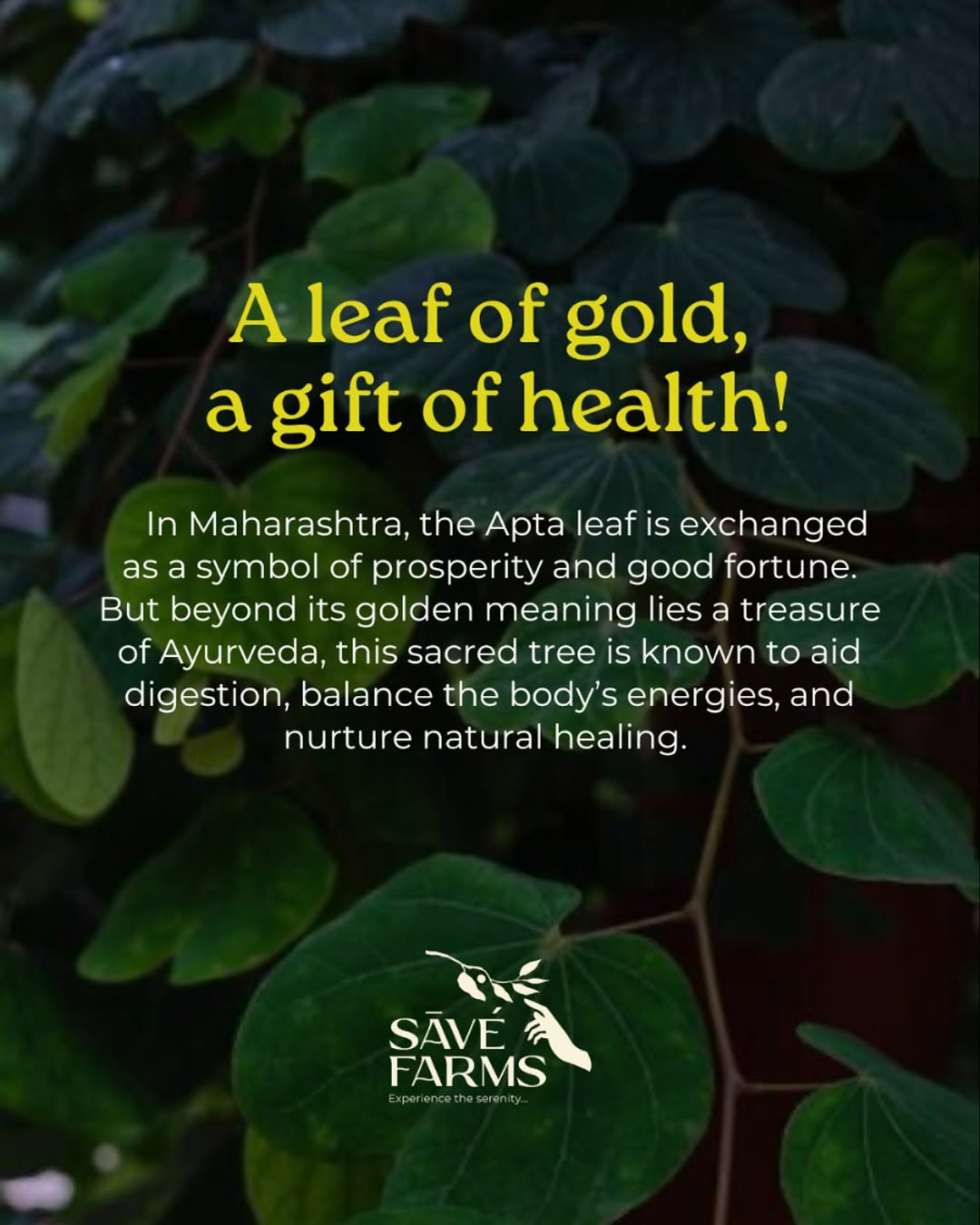 As we exchange Apta leaves this season, let’s also