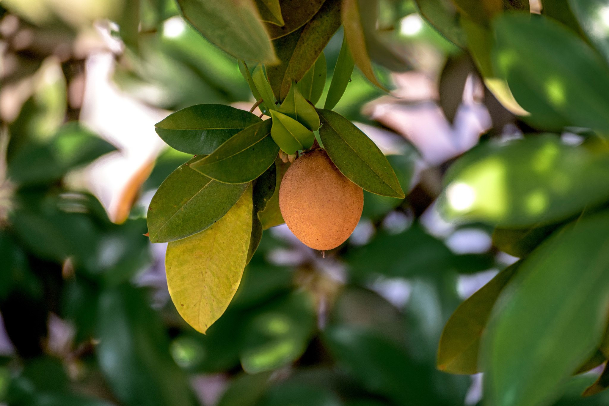 Chikoo Farm Experience