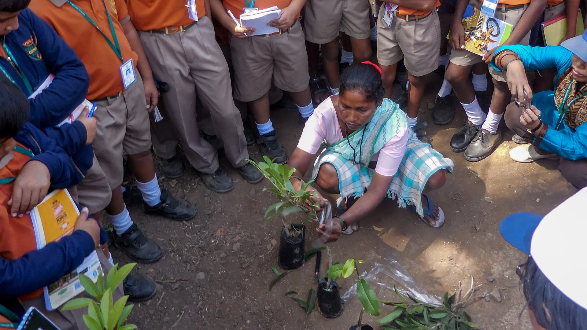 A woman demonstrates chikoo plant grafting to school students at Save Farm